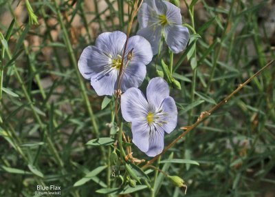 Wildflowers of Zion