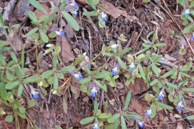 Wildflowers of Zion