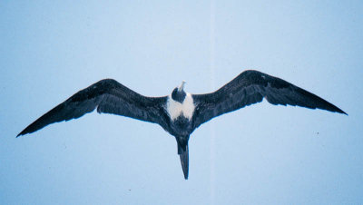 Frigatebird Magnificant 02 female 2.jpg