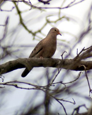 Ground-Dove Common 01.jpg
