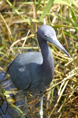 Heron Little Blue 01.jpg