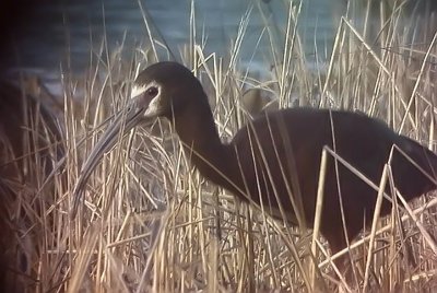 Ibis White-faced 02.jpg