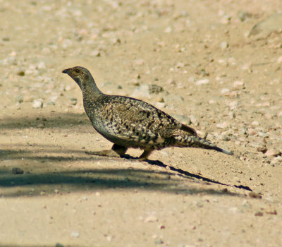 Grouse Dusky 02.jpg