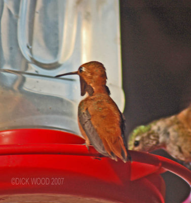Hummingbird Rufous 02.jpg