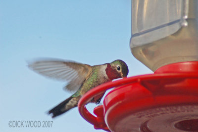 Hummingbird Broad-tailed 01.jpg