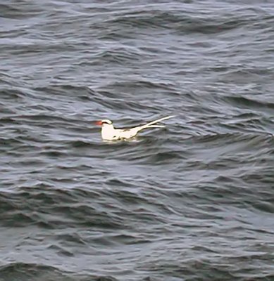 Tropicbird White-tailed 05.jpg