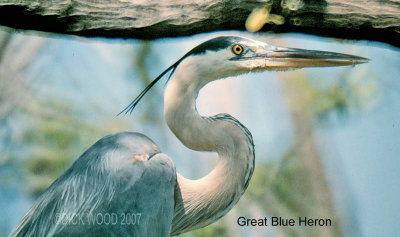 Heron Great Blue 04.jpg