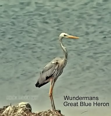 Heron Great Blue 07 Wurdermanns.jpg