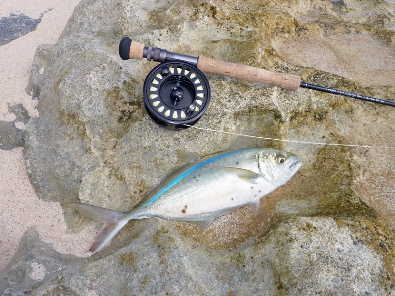 Bluerunner bahamas