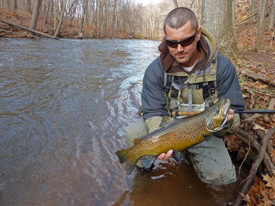 Brown Trout., NY
