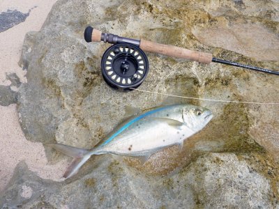 Bluerunner bahamas