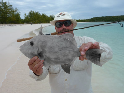 Larry's Triggerfish
