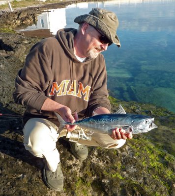 false albacore