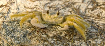 sand crab