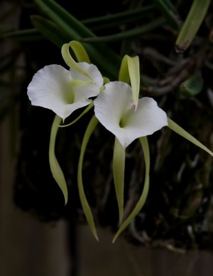 Brassavola Little Stars orchid