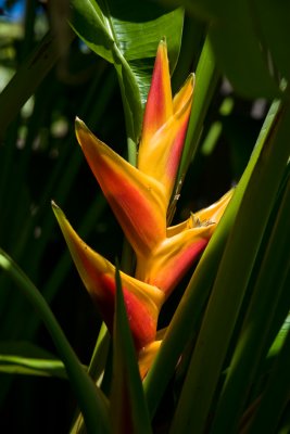Heliconia