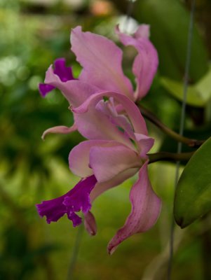 orchid