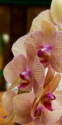 Phalaenopsis orchid