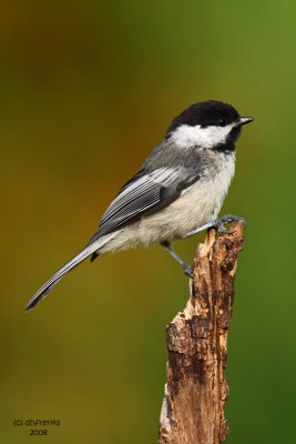 Black-capped Chickadee. Kewaskum, WI