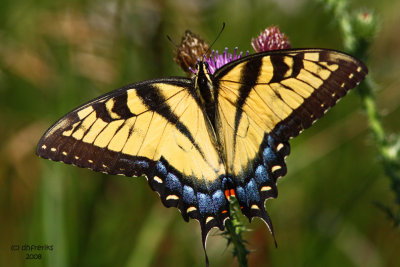 Eastern Tiger Swallowtail. near Spring Green, WI