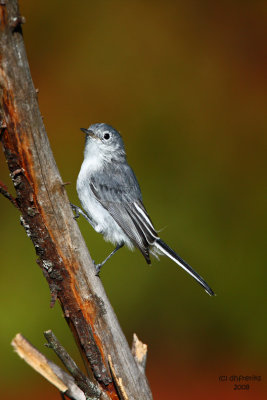 Blue-gray Gnatcatcher. Kewaskum, WI