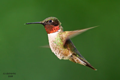 Ruby-throated Hummingbird. Kewaskum, WI