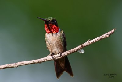 Ruby-throated Hummingbird. Kewaskum, WI