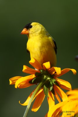 American Goldfinch. Kewaskum, WI