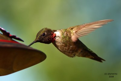 Ruby-throated Hummingbird. Kewaskum, WI