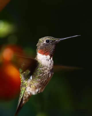 Ruby-throated Hummingbird. Kewaskum, WI