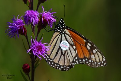 Tagged Monarch. Riversedge Nature Center. Newburg, WI