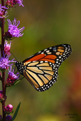 Monarch. Riversedge Nature Center. Newburg, WI