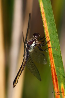  Female Slaty Skimmer (Libellula incesta) Cedarburg Bog, WI