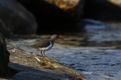 Spotted Sandpiper. Sheboygan, WI