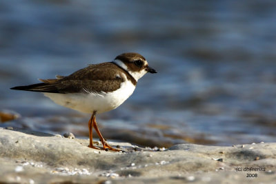 Semipalmated Plover. Sheboygan, WI