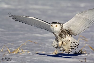 Snowy Owl. Belguim, WI