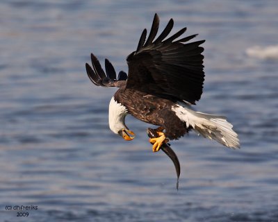 Bald Eagle. Burlington, IA