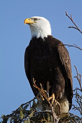 Bald Eagle. Samish Flats, WA