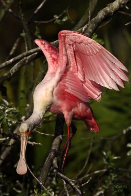 Roseatte Spoonbill. Gatorland, Florida