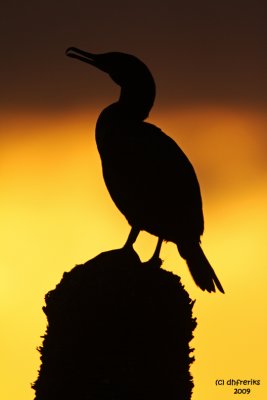 Double-crested Cormorant against sunrise. Florida