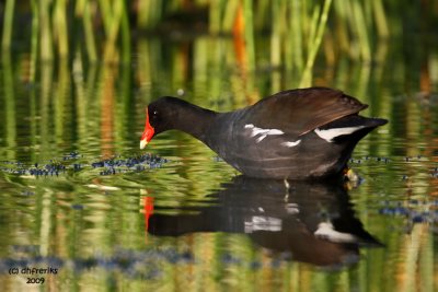 Common Moorhen. Vero Beach, Florida