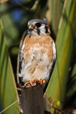 American Kestrel. Blue Cypress Lake, Florida