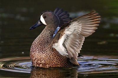 Blue-winged Teal. Vero Beach, Florida
