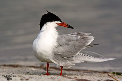 Forster's Tern. Florida