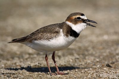 Wilson's Plover. Florida