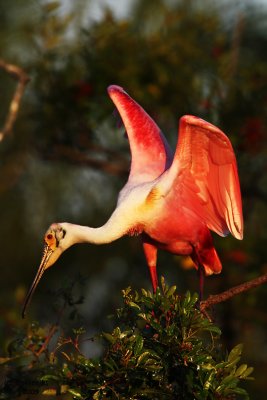 Roseatte Spoonbill. Gatorland. Florida