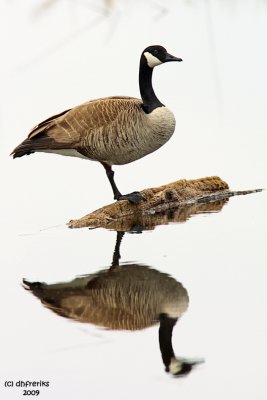Canada Goose and reflection. Horicon Marsh, WI
