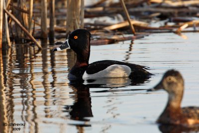 Ring-necked Ducks. Horicon Marsh, WI