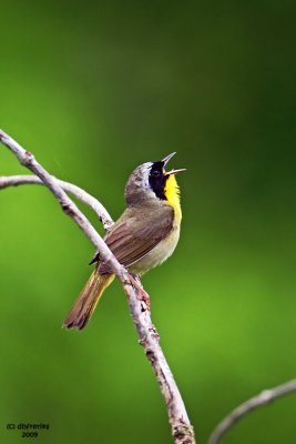 Common Yellowthroat. Crown City, OH