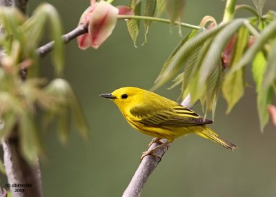 Yellow Warbler, Crown City, OH